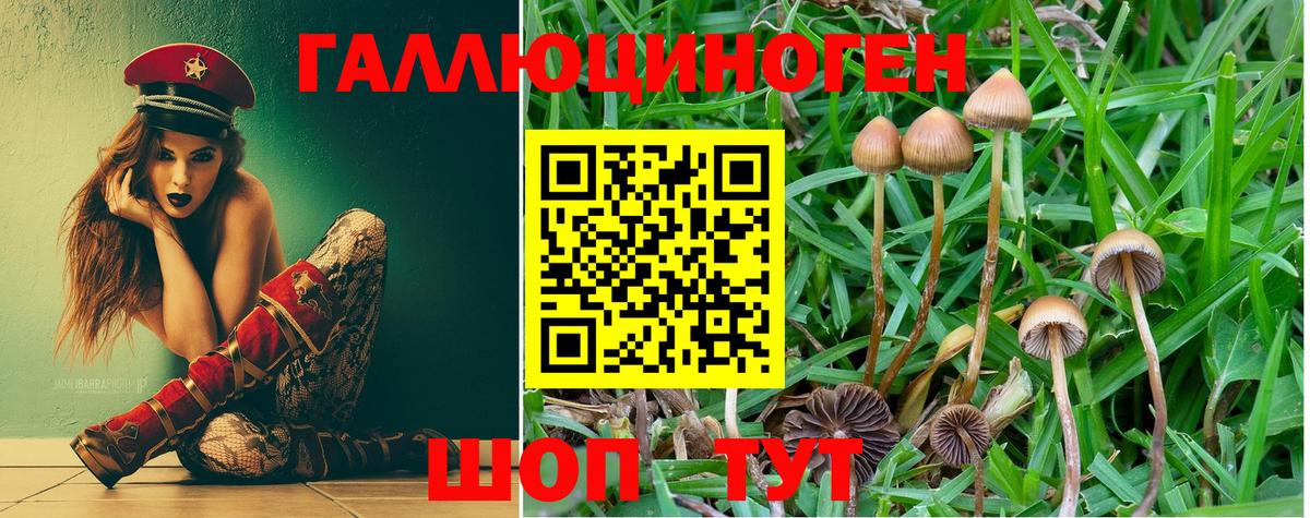 Чайковский  Псилоцибиновые грибы прущие грибы  Вход с VPN 